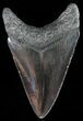 Serrated, Fossil Megalodon Tooth - Georgia #51021-2